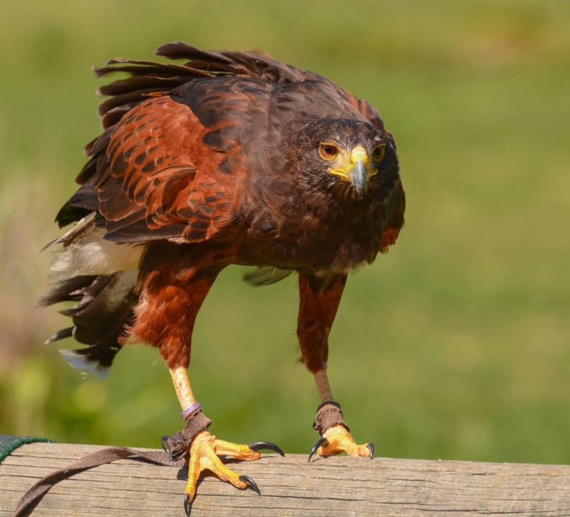 the harris eagle at eagle encounters things to do in stellenbosch