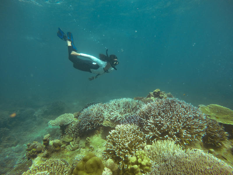 woman diving and exploring coral reefs