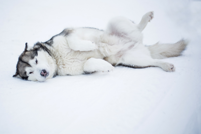 The Finnish Lapland, Santa Clause Village, Northern Lights and the Arctic Circle