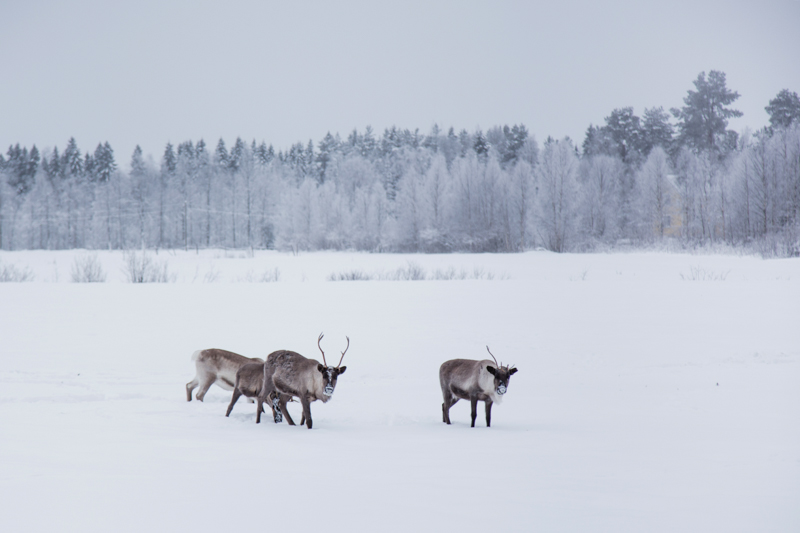 The Finnish Lapland, Santa Clause Village, Northern Lights and the Arctic Circle