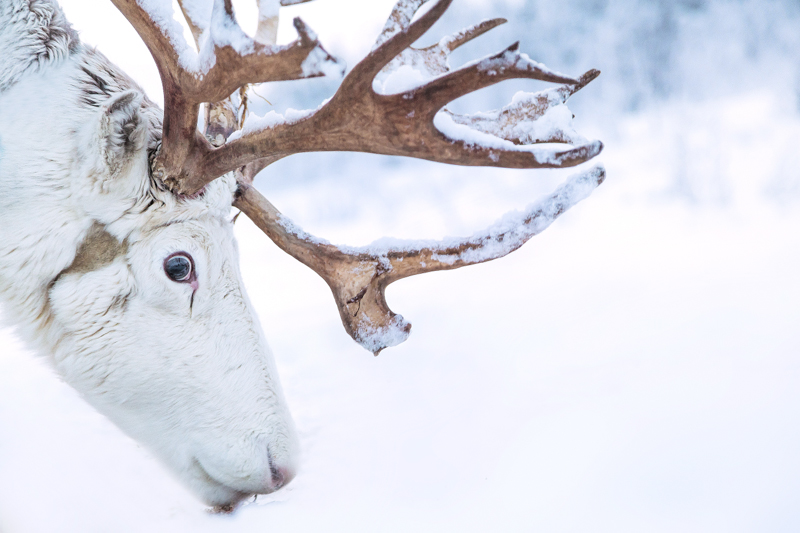 The Finnish Lapland, Santa Clause Village, Northern Lights and the Arctic Circle