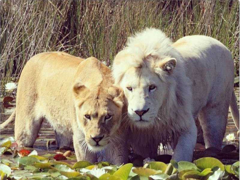 Lions at Tenikwa Wildlife Awareness Centre - Things to do in Plettenberg Bay