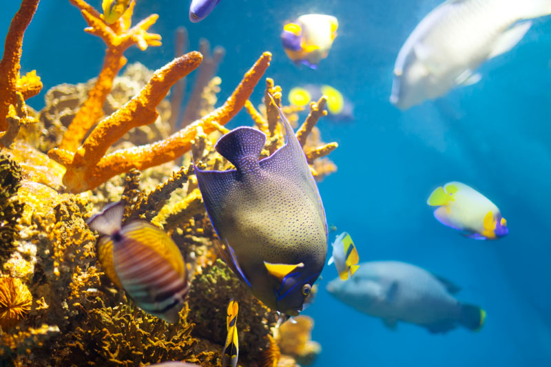 Diving the Red Sea, Jordan 