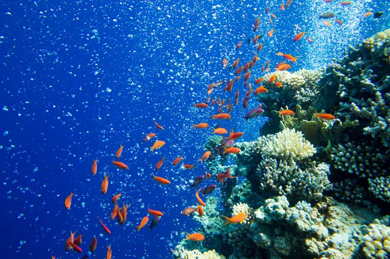 Diving the Red Sea, Jordan 