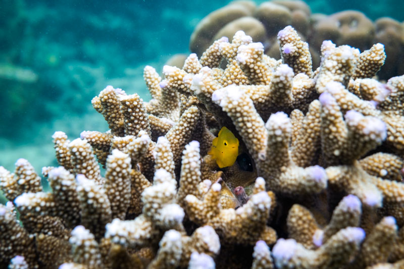 Diving the Red Sea, Jordan 