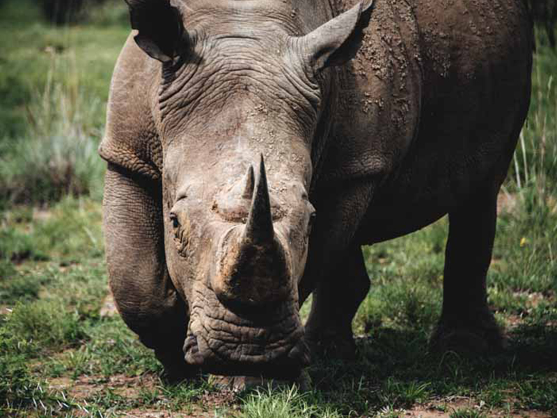 Pilanesberg Nature Reserve