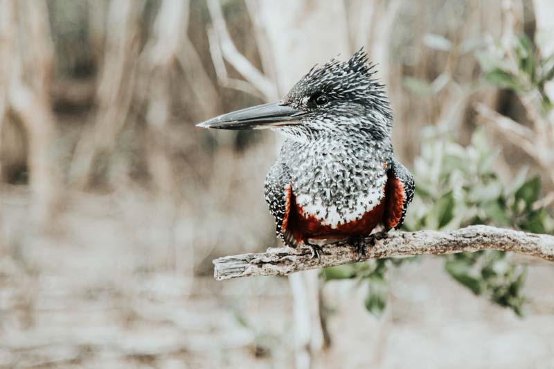 Isimangaliso Wetland Park