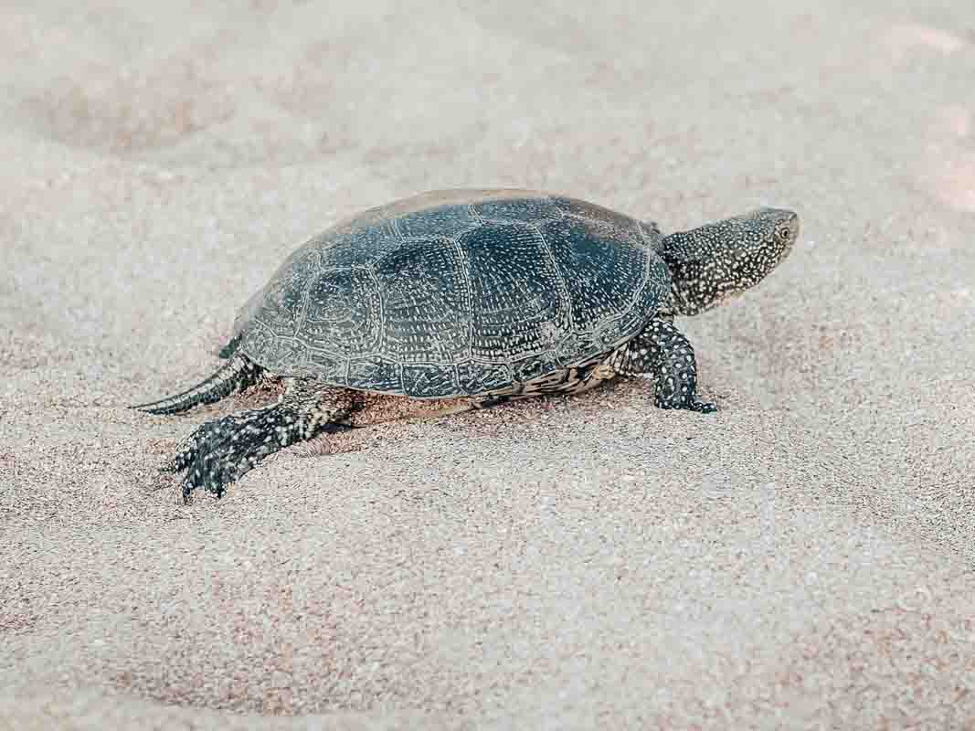 Isimangaliso Wetland Park