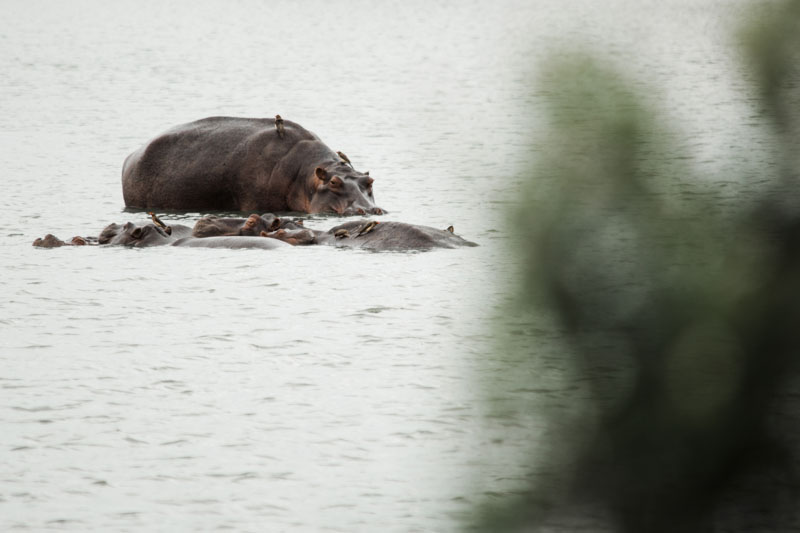 Pilanesberg Nature Reserve