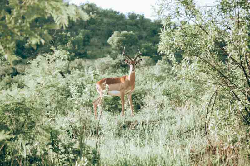 Isimangaliso Wetland Park