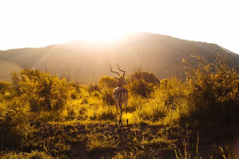 pilanesberg nature reserve