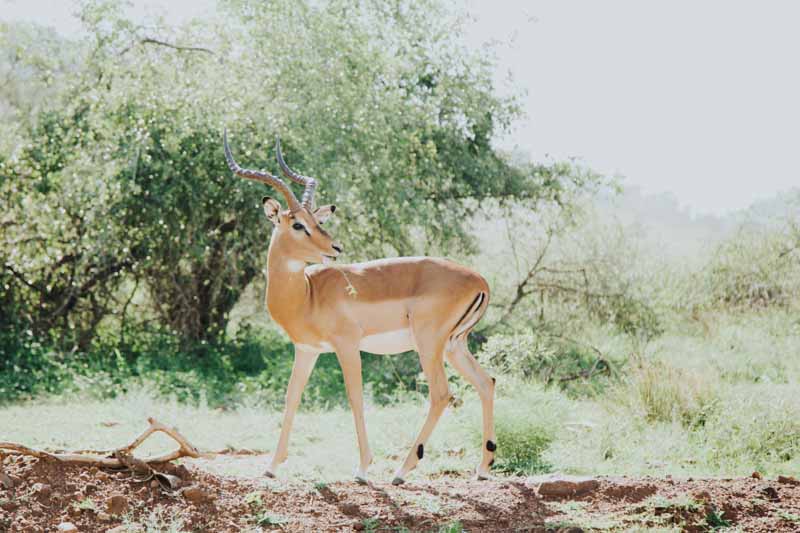 Pilanesberg Nature Reserve