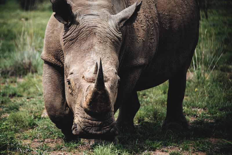 Pilanesberg Nature Reserve