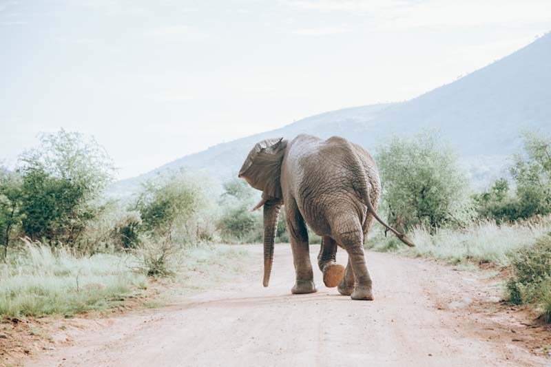 Pilanesberg Nature Reserve