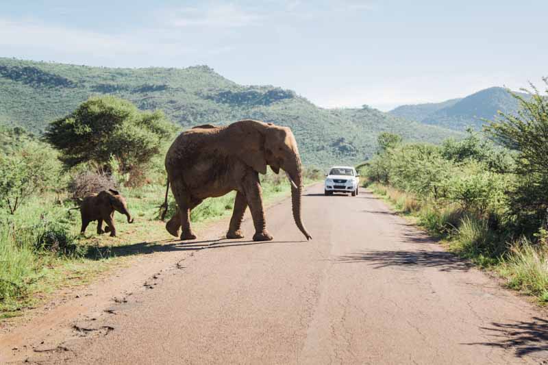 Pilanesberg Nature Reserve