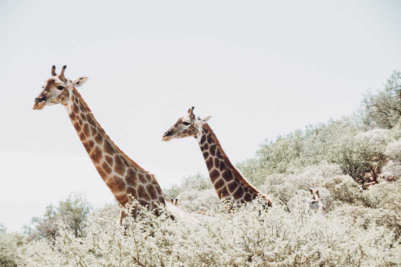 Pilanesberg Nature Reserve