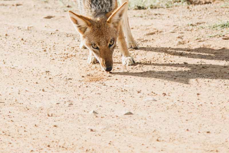 Pilanesberg Nature Reserve