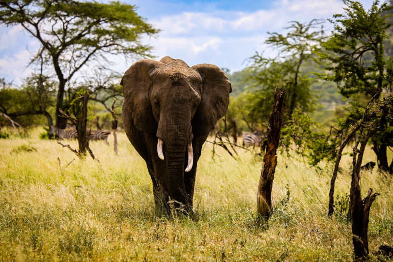 An elephant in Kenya