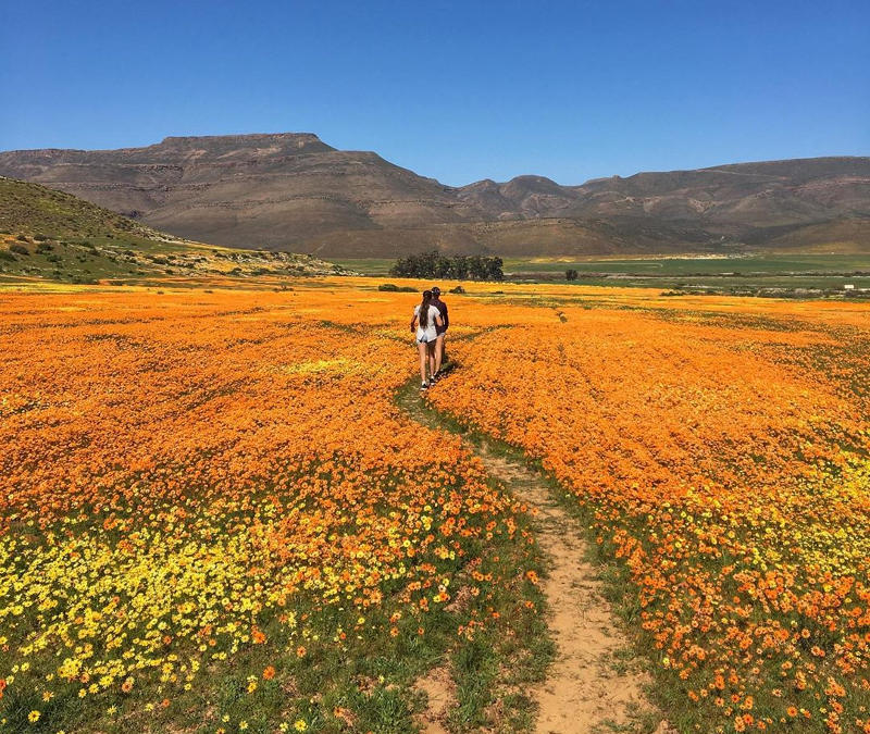 spring flowers in south africa