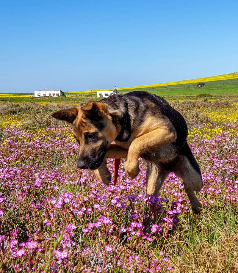 spring flowers in south africa