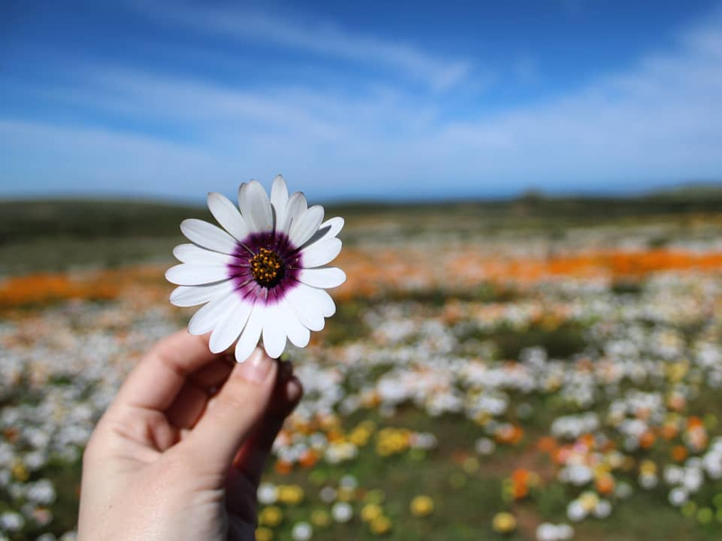 spring flowers in south africa