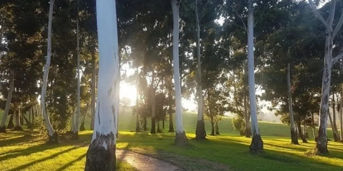 Birch trees on a lush green lawn park with sunlight piercing through the leaves. This is James and Ethel Gray Park in Johannesburg.