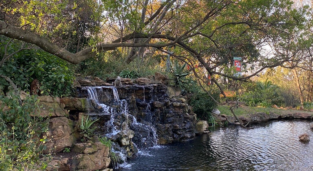 Flowing waterfall into a calm pond surrounded by greenery and plants. This is The Wilds Nature Reserve in Johannesburg