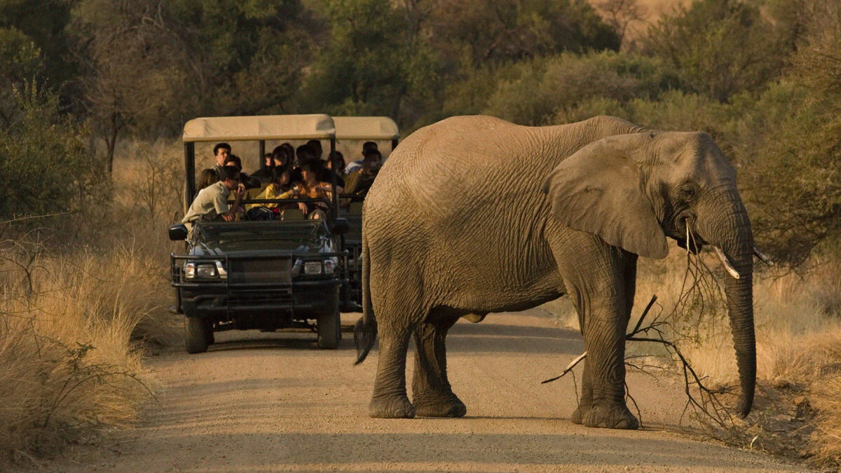People on a game drive in the Kruger national park seeing an elephant on the road.