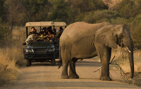 People on a game drive in the Kruger national park seeing an elephant on the road.