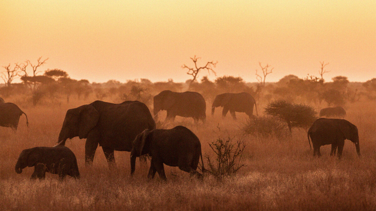 A herd of elephants grazing in the Kruger National Park during winter. 