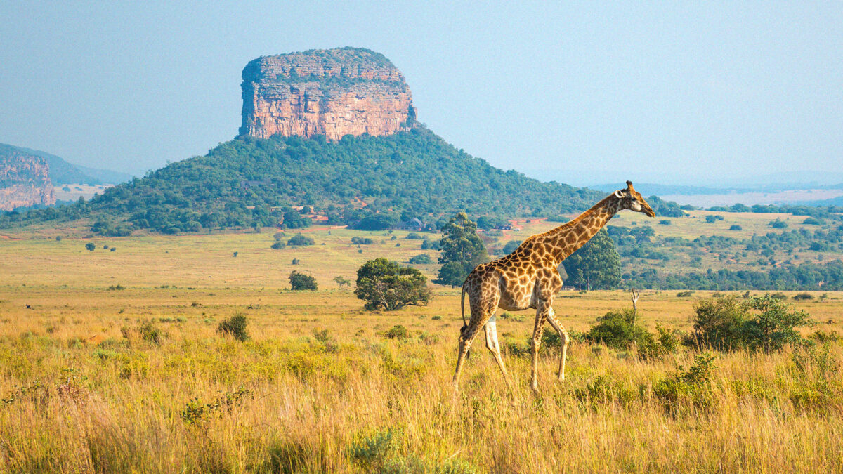 Giraffe in the Savannah in the Limpopo province of South Africa. Limpopo is one the warmest province in South Africa