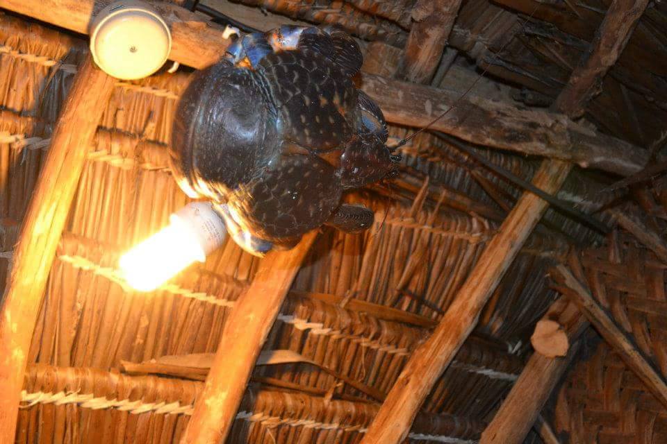 Coconut crab attacking a light coconut crab