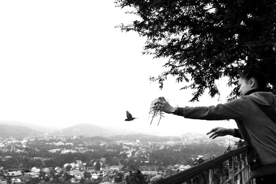 Releasing a bird as a buddhist offering bird offering