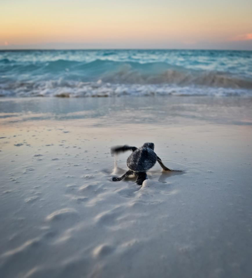 Baby turtles hatching on Mnemba island North of Zanzibar, Tanzania 381980_10152289623965321_1703018268_n