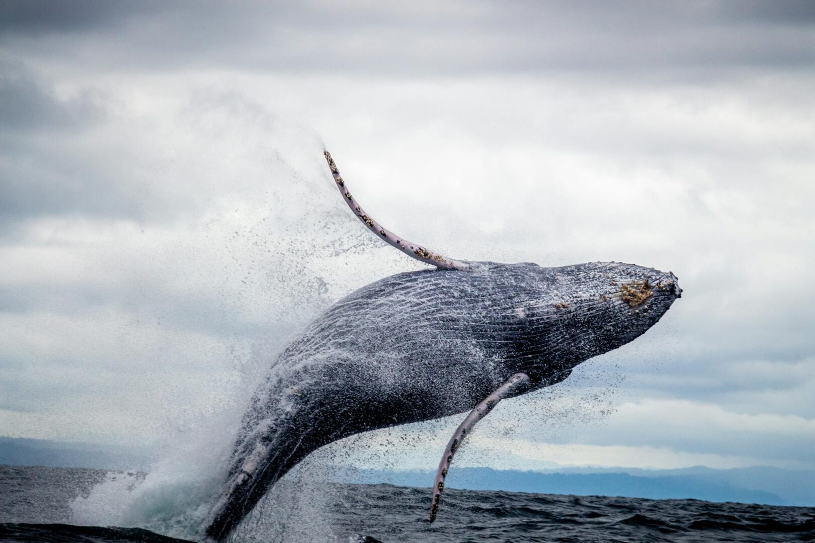 Massive whale breaching dramatically out of the ocean with water spraying under grey skies.