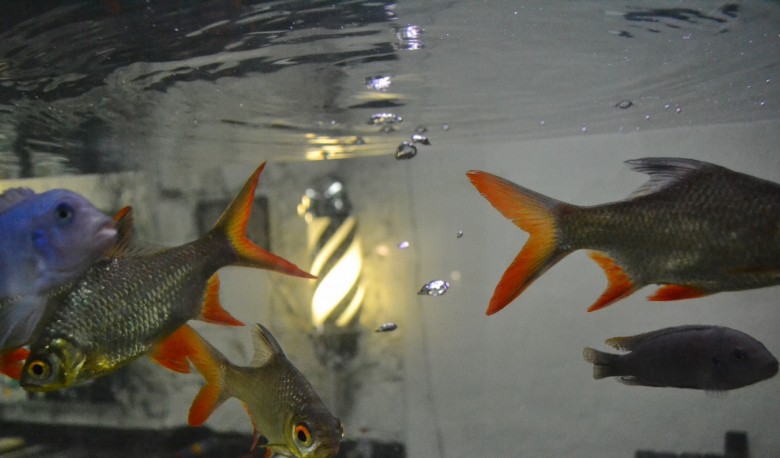 barnet fair barber shop