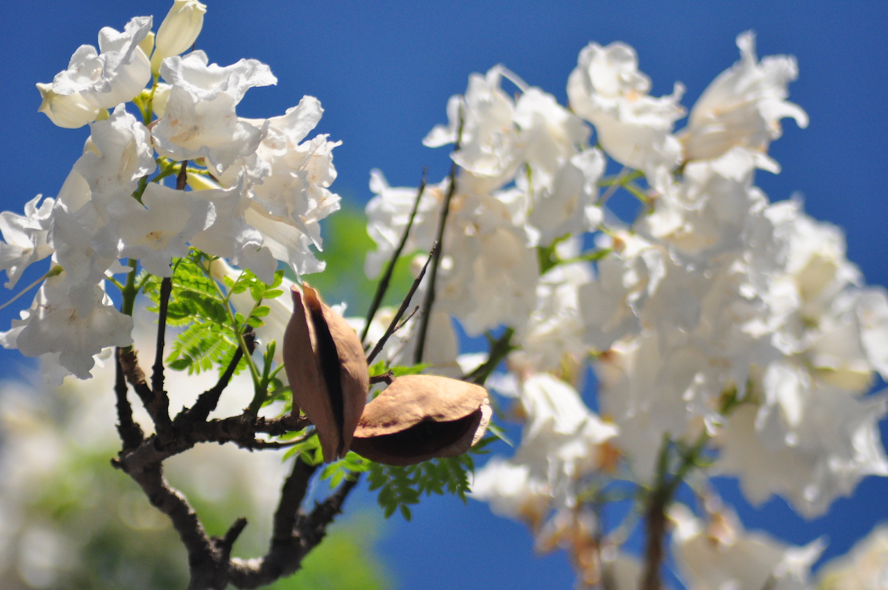 Iga Motylska jacaranda season pretoria gauteng
