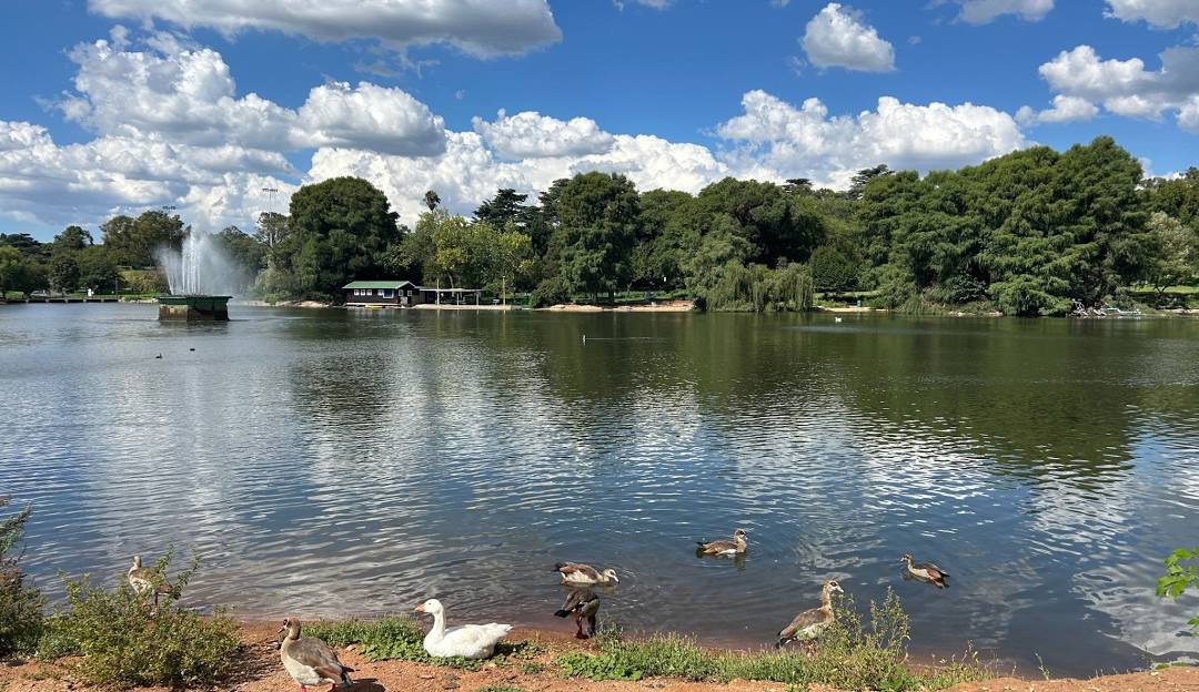 Zoo Lake in Johannesburg with ducks swimming and big green trees in the background under blue skies with scattered fluffy clouds.