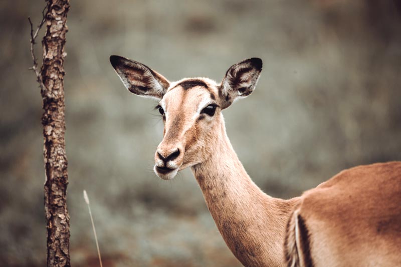 Pilanesberg Nature Reserve
