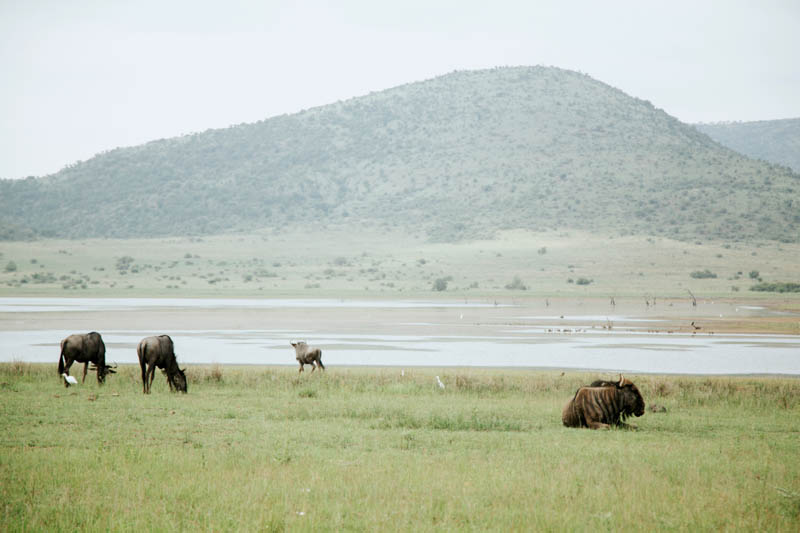 Pilanesberg Nature Reserve