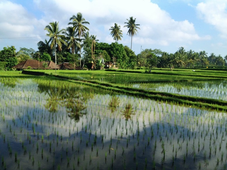 Rice Paddy fields, Ubud Rice paddy fields, Ubud (1280x960)