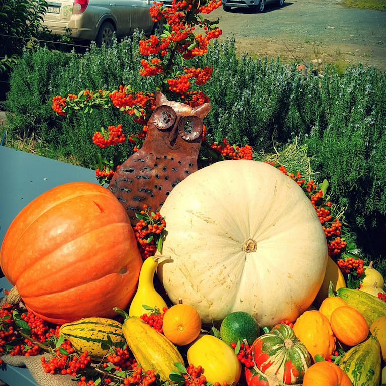 nieu bethesda pampoen festival