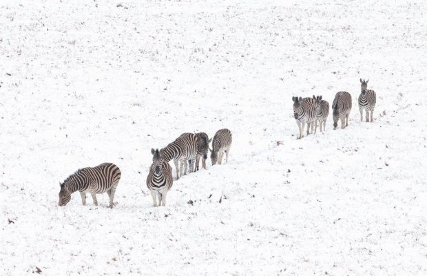 A herd of zebras walking through heavy snow in KZN, South Africa.
