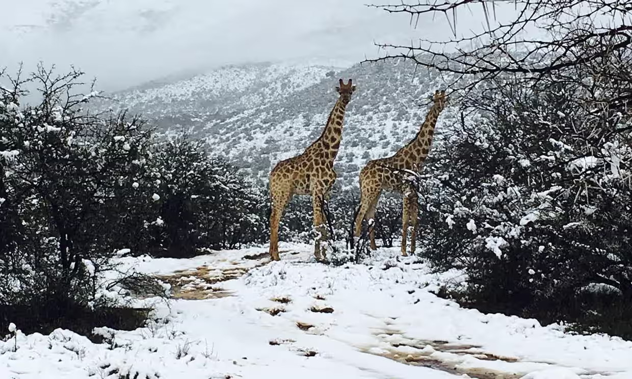 2 giraffes standing on a snow covered path after heavy snowfall in KZN, South Africa.