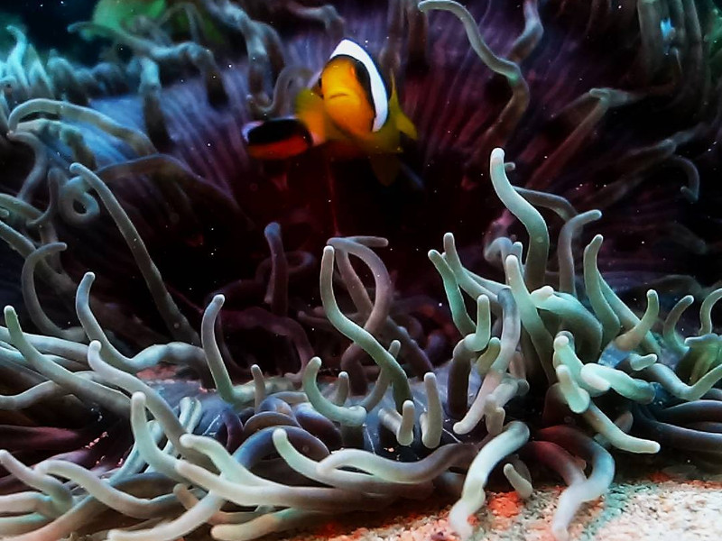 best diving in mauritius