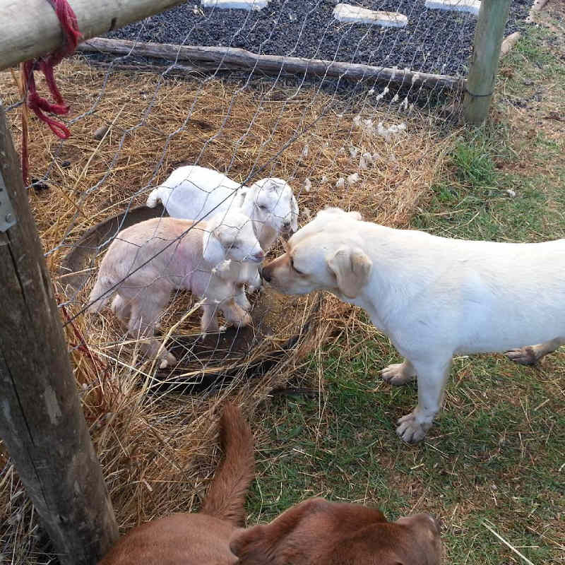 Pet-Friendly Camping