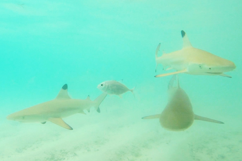reef sharks maldives