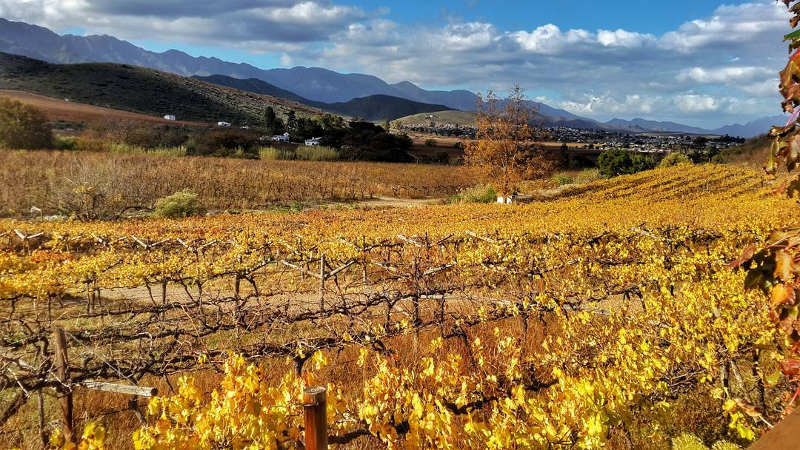 robertson wine valley africa