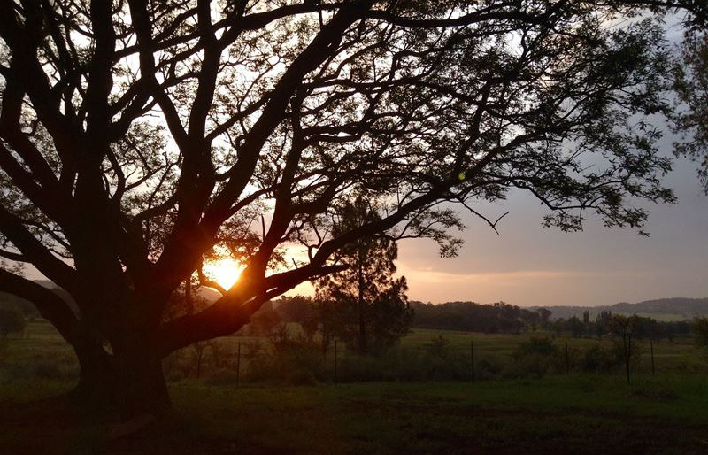 pet-friendly accommodation