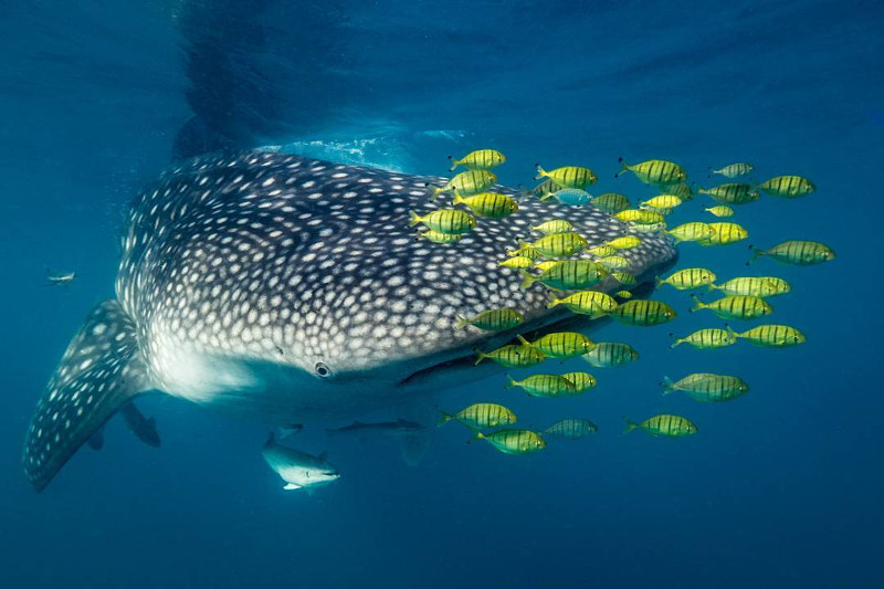 whale shark in tanzania
